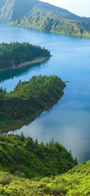 Lake, Plants, Nature