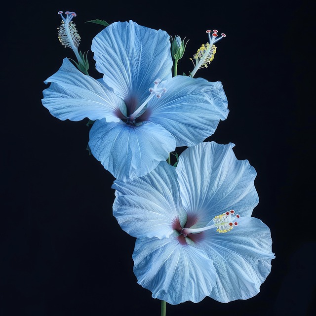Free ai generated hibiscus hibiscus flowers illustration