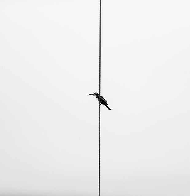 Bird, animal, wildlife and vietnam — photo by BenjiTran