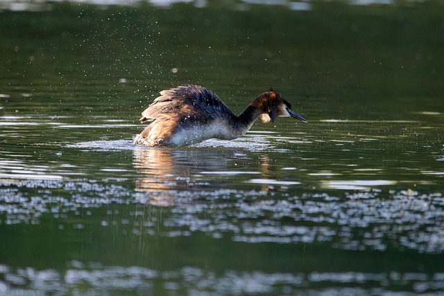 Haubentaucher, Vogel, Wasservogel