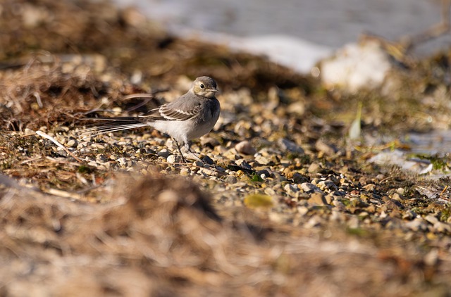 Ufer, Strand, Natur, Steine, Vogel, Tier