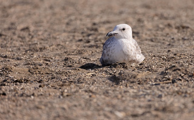 Vogel, Möwe, Tier, Tierwelt, Seevögel