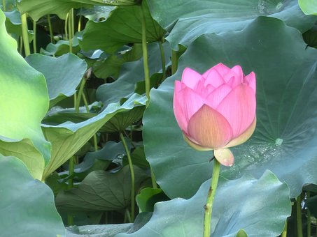Foreldre-Barn, Sommer, Park, Lotus