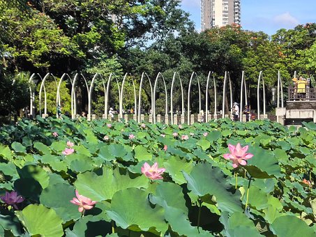 Foreldre-Barn, Sommer, Park, Foshan