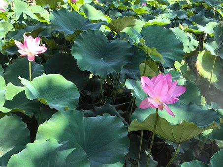 Foreldre-Barn, Sommer, Lotus, Park