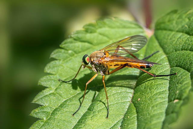 Free Robberfly Fly photo and picture