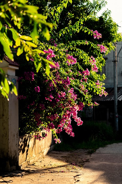 Free Flower Sunlight photo and picture