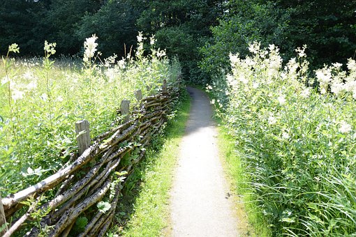 Planter, Natur, Grøn, Blad, Mønster, Løv