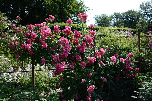 Roser, Blomster, Blomst, Natur, Blomstre