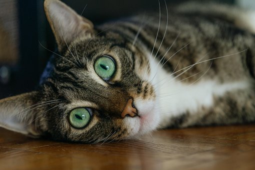 Free Cat Kitten photo and picture