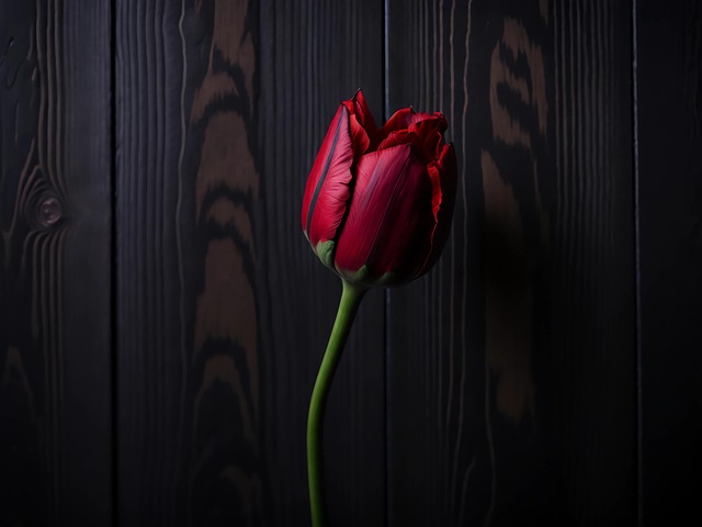 Free ai generated flower tulip illustration