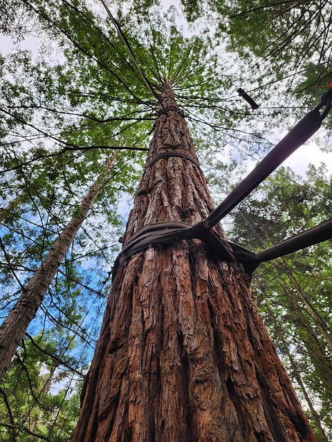 Free Redwood Nature photo and picture