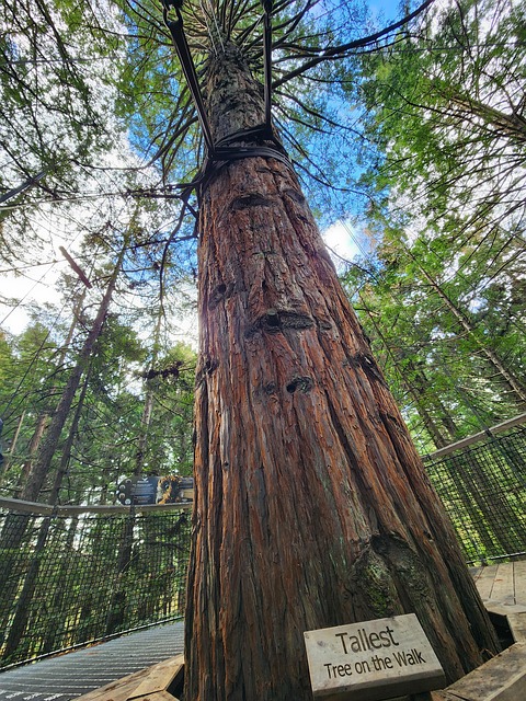 Free Redwood Nature photo and picture
