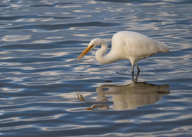 Free Bird Great Egret photo and picture