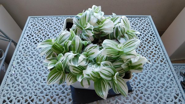 Free Tradescantia Nature photo and picture