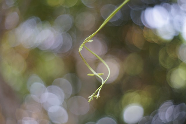 Free Helios 44-2 Summer Trip photo and picture