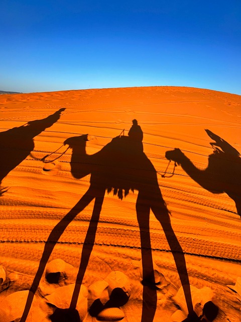 Camellos, Desierto, Marruecos, Arena