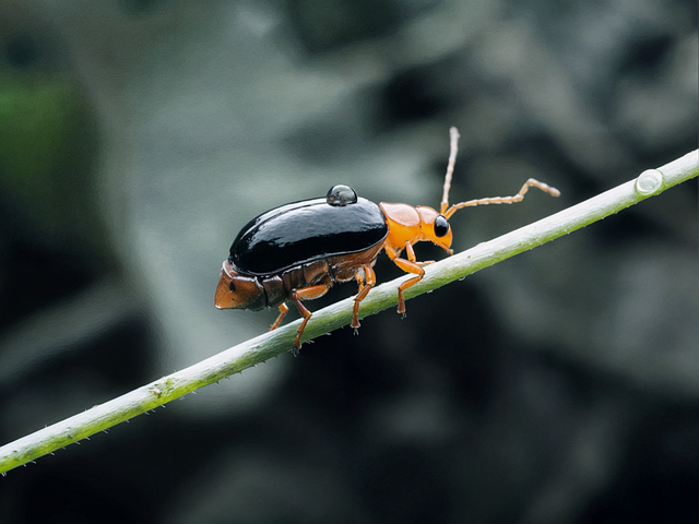 Free insect bug entomology illustration
