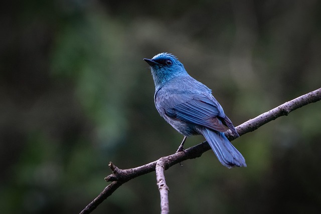 Free Bird Flycatcher photo and picture