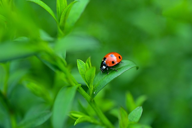 Free Ladybug Beetle photo and picture