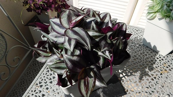 Free Tradescantia Nature photo and picture
