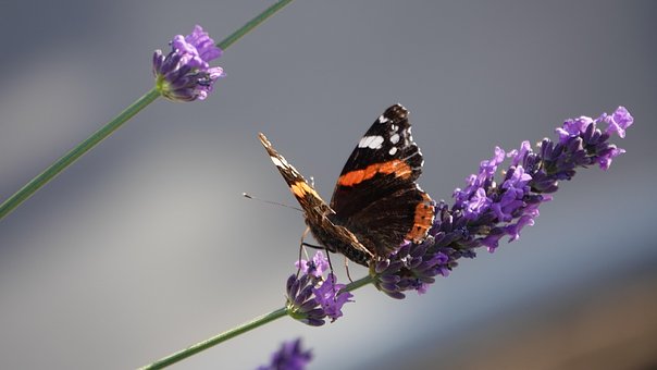 Lavanda, Borboleta, Verão, Natureza
