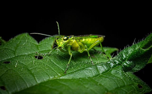 Free Insect Behavior photo and picture