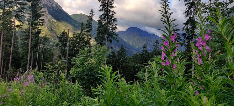 Berg, Natuur, Landschap, Zomer, Tuin