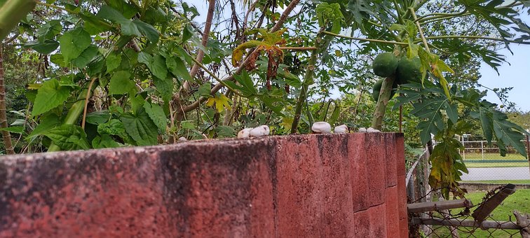 Free Iguana Eggs Aguadilla photo and picture