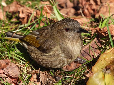 Free Crescent Honeyeater photo and picture