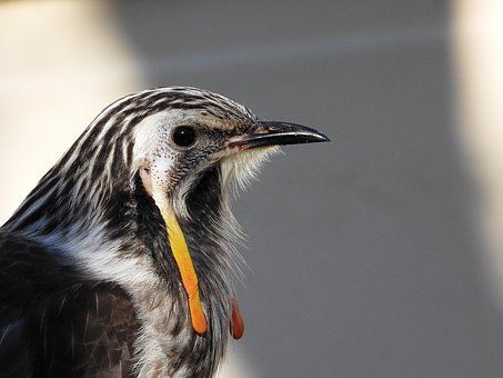 Free Yellow Wattlebird photo and picture