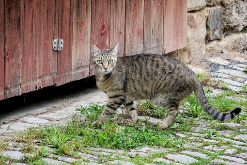 Kat, Udsigt, Holde Øje, Opmærksom