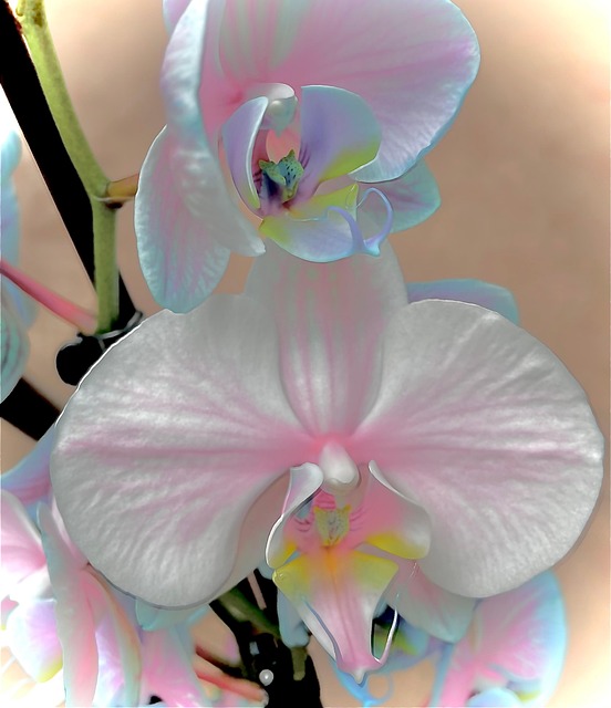 Orchid Blossom Bloom - Free photo on Pixabay - Pixabay