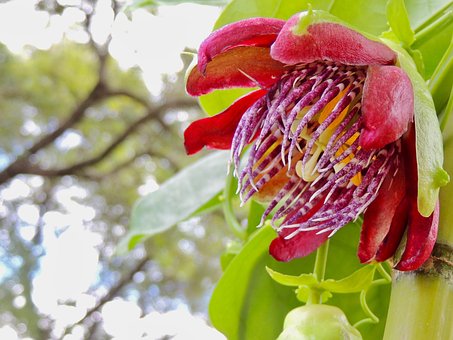 Blomst, Natur, Blomstre, Flora