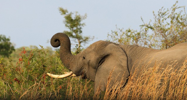 Free Animal Elephant photo and picture