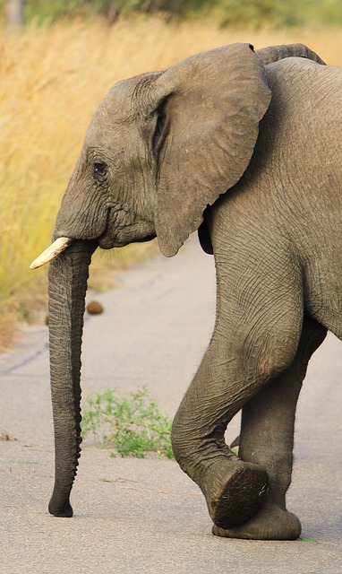 Free Animal Elephant photo and picture