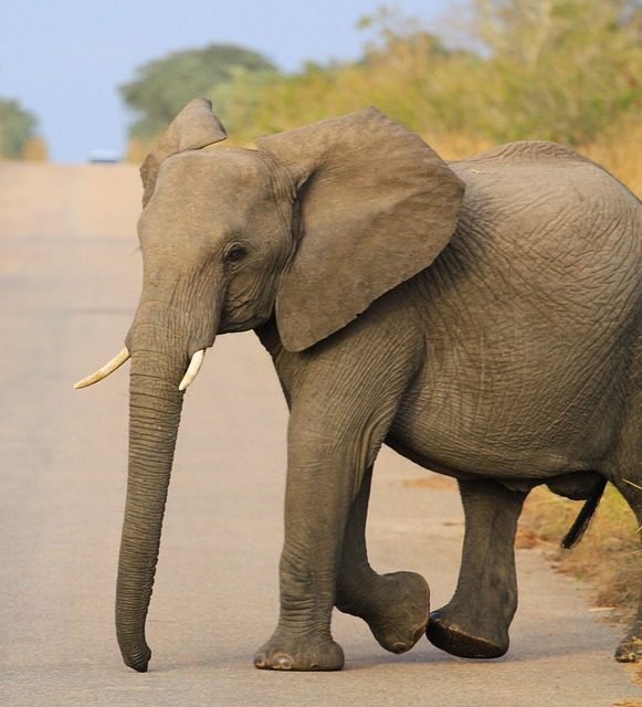 Free Animal Elephant photo and picture
