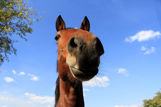 Free Animal Horse photo and picture