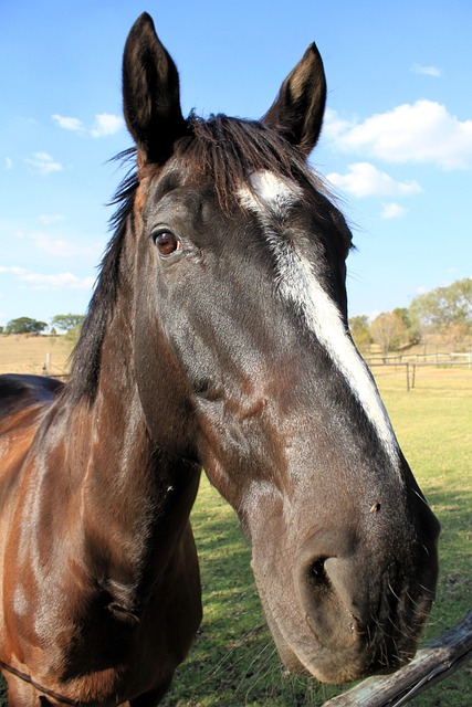 Free Horse Animal photo and picture