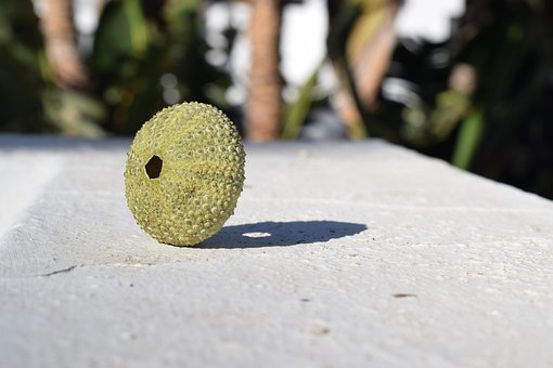 Free Sea Urchin photo and picture