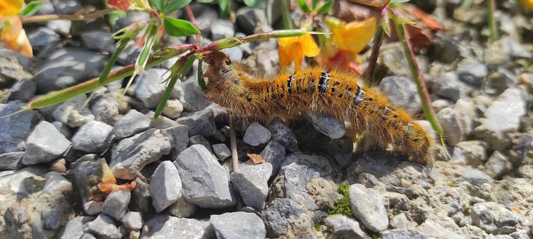 Free Caterpillar Nature photo and picture