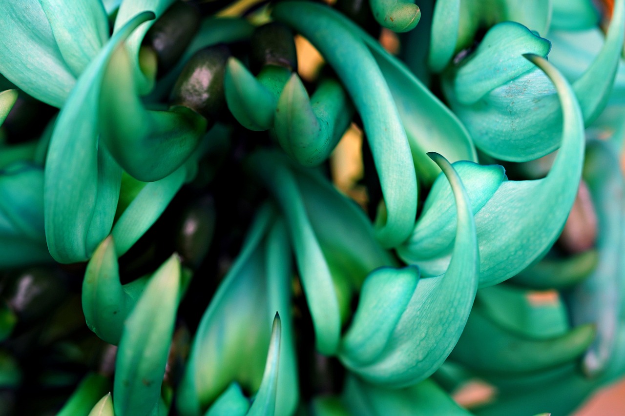 flower-plant-petals-jade-free-photo-on-pixabay-pixabay