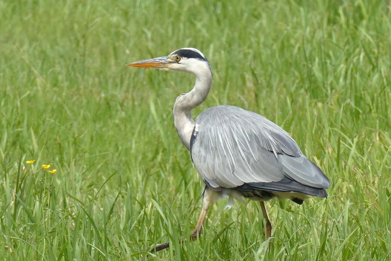 サギ 水鳥 鳥 - Pixabayの無料写真 - Pixabay