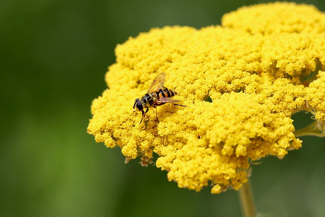 Free Skull Hoverfly Golden Yarrow photo and picture