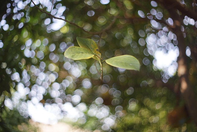 Free Helios 44-2 Mf Lens photo and picture