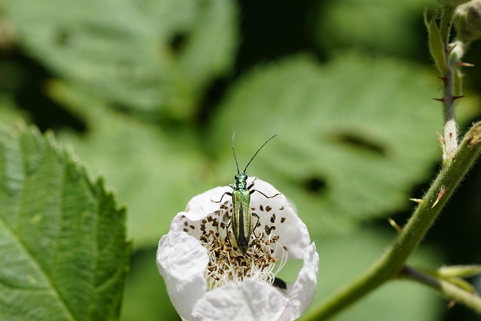 Untrue Insects False Blister Beetle Insect Flower - Free photo on Pixabay - Pixabay