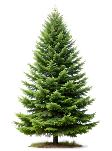 Download Ai Generated, Tree, Pine. Royalty-Free Stock Illustration ...