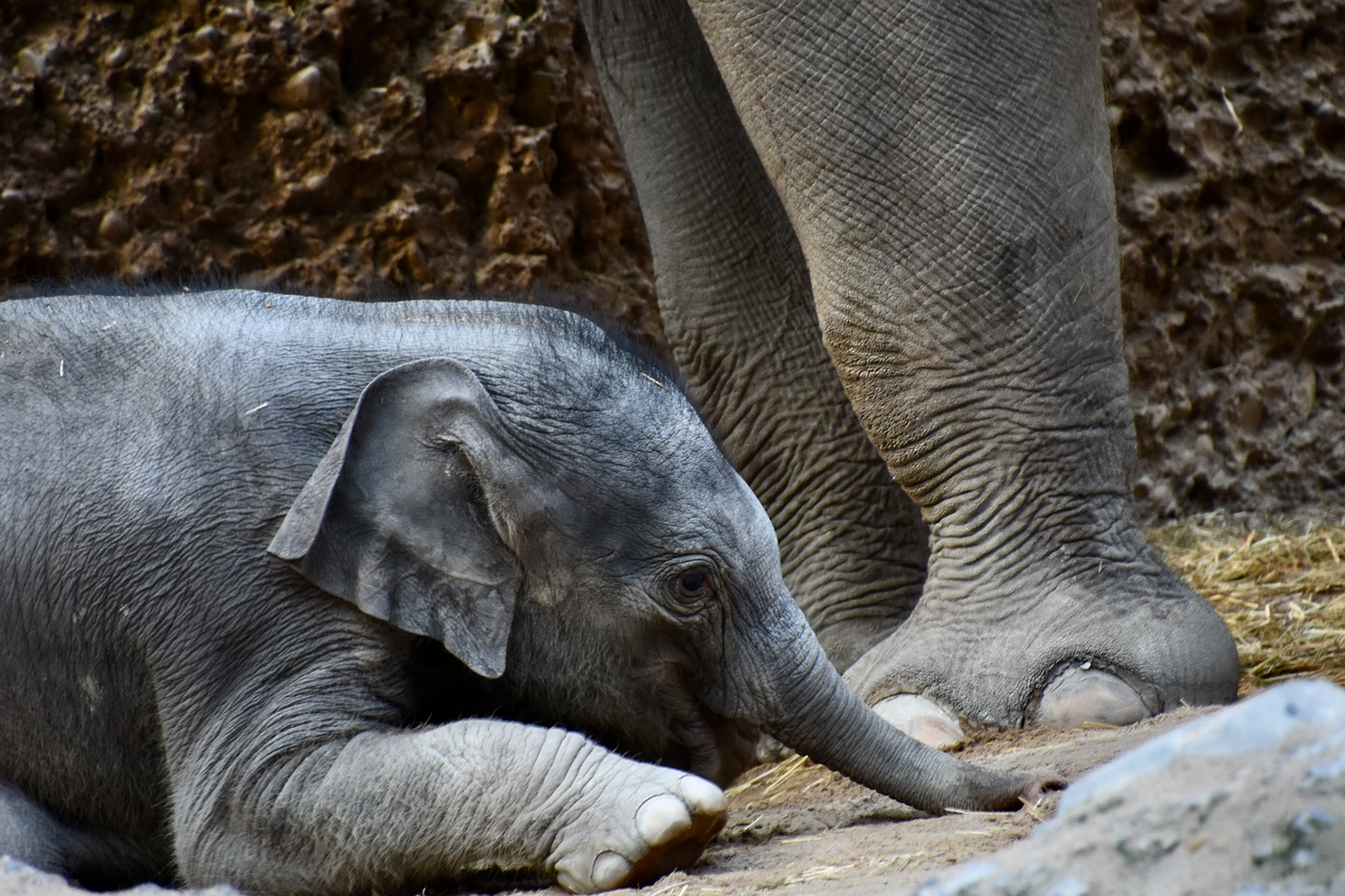 Baby Elephant Foot Nature Free photo on Pixabay Pixabay