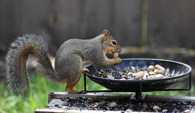 Free Squirrel Rodent photo and picture