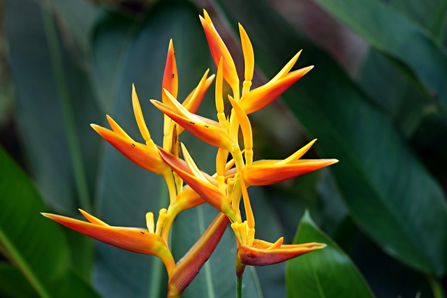 Heliconia, Kvetinové Pozadie, Kvetina